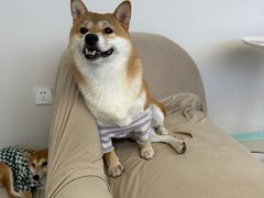 -怪兽屋·羊驼·猫咖·狗咖(俊华广场店)