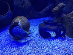 -芜湖新华联大白鲸海洋公园