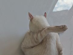 -北京烤鸭店(新桥家园·浦口店)