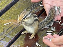 -莫尔道嘎国家森林公园