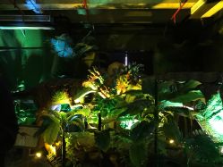 -恐龙探索乐园(磁器口店)