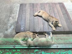 -上海野生动物园