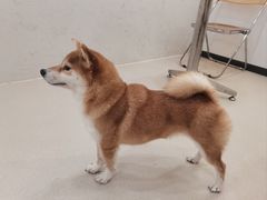 -共舞时光猫咖·狗咖(新街口店)