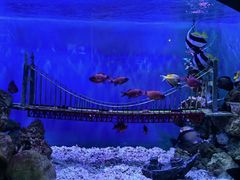 -太平洋海底世界