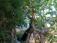 -呀路古热带植物园