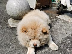 -好面道大肠面(中华路店)