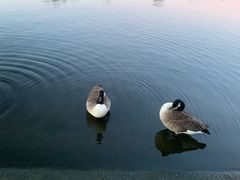 -海德公园