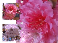 -海棠花溪(元大都城垣遗址公园)