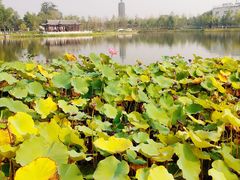 -西海子公园