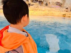 -帝企鹅自助餐厅•儿童岛•真企鹅(长隆企鹅酒店)