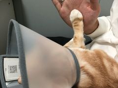 -伟伟宠物医院·瑞派猫友好医院·猫科(光谷店)