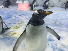 -芜湖新华联大白鲸海洋公园