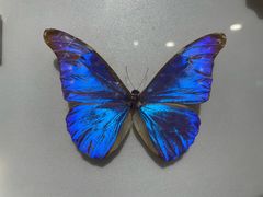 -上海昆虫博物馆