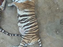 -栾川竹海野生动物园