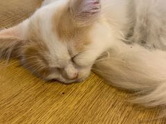 -平行世界·猫咖(首经贸店)