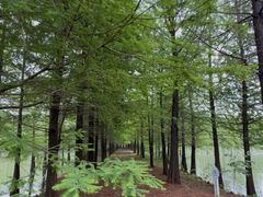 -泗洪洪泽湖湿地景区