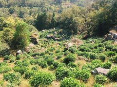 -石台牯牛降景区