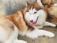 -TrueLove @ Neverland (Husky Cafe)