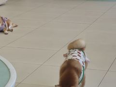 -怪兽屋·羊驼·猫咖·狗咖(俊华广场店)