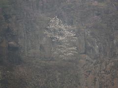 -黄椅山火山森林公园