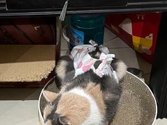 -灵美宠物诊所