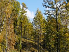 -莫尔道嘎国家森林公园