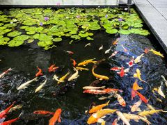 -广州白天鹅宾馆