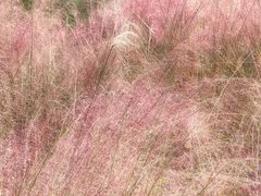 -艾溪湖湿地公园