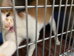 -宠颐生猫科·内科皮肤科(西平世纪城店)