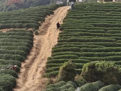 -龙坞茶村