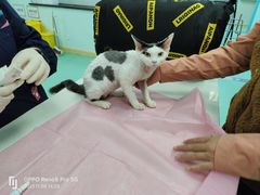 -北京观赏动物医院·24小时大型综合·猫专科·异宠专科