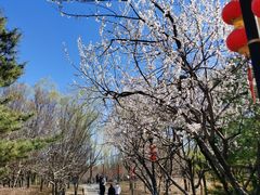-大望京公园