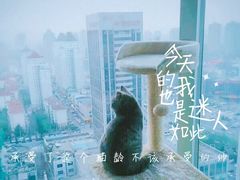 -喵店&猫咖