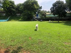 -良成狗狗乐园
