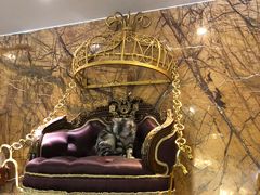 -more than meow吴止猫主题餐厅(承德 中船汇店)