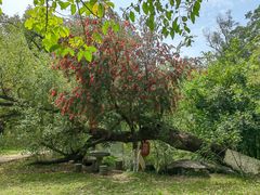 -广西壮族自治区药用植物园