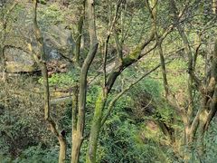 -缙云山景区