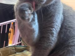 -我爱猫咪·猫咖·狗咖·安哥拉兔·羊驼咖(小寨华旗店)