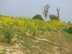 -瑶湖郊野森林公园