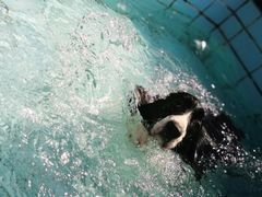 -趣玩宠物乐园寄养训犬训狗游泳池