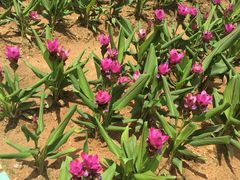 -松山湖梦幻百花洲