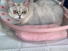 -纳吉亚猫专科动物医院·北北分院