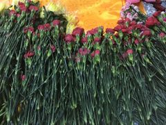 -彩虹桥宠物火化殡葬善终服务(金乐大厦店)
