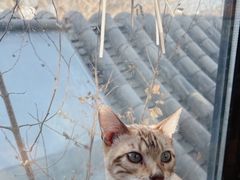 -猫小院猫主题餐厅(南锣旗舰店)