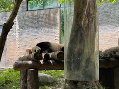 -都江堰中华大熊猫苑