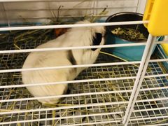 -有猫主题·治愈系猫咖(曾厝垵店)