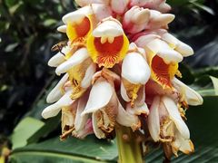 -海南热带雨林国家公园吊罗山景区