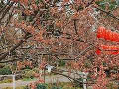 -南山植物园