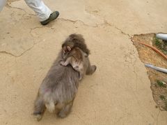 -岚山猴子公园