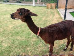 -美家乐农庄·露营·团建(大治路店)